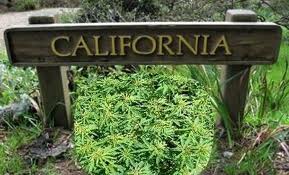 cannabis california cannabis california