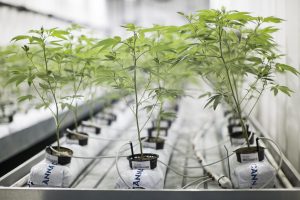 CBD For Pets