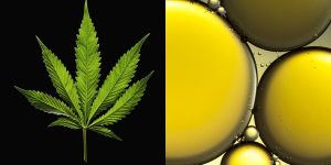 CBD Versus Marijuana