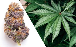 Marijuana Strains