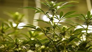 Improve Your Cannabis Culture